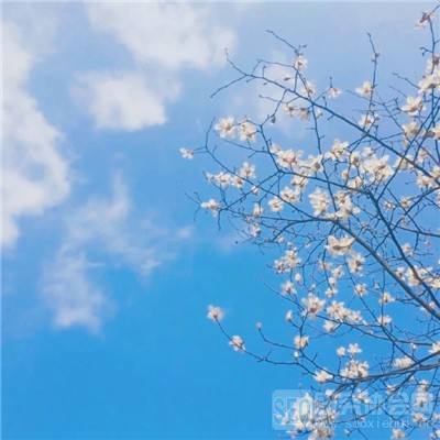 经典牛牛手机app下载