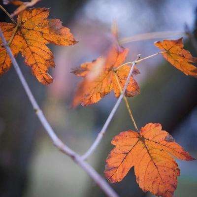 cq9电子游戏app手机app下载